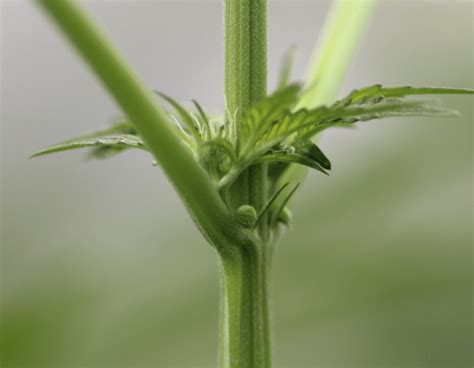 weed hermie
